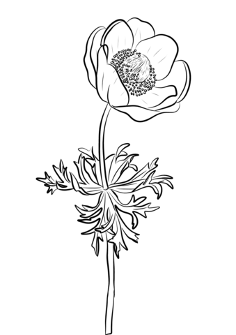 Anemone Flower Coloring Page